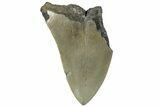 Bargain, Fossil Megalodon Tooth - Serrated Blade #295432-1